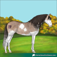 Horse Color:Bay Dun Splash 