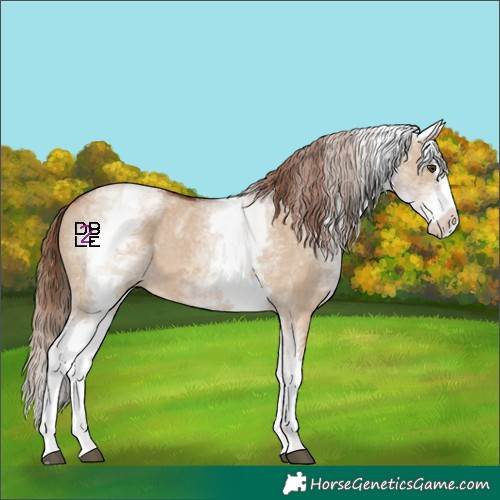 Horse Color:White Spotted Red Dun Sabino Splash