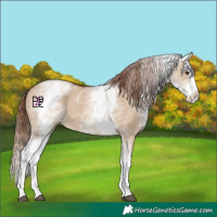 Horse Color:White Spotted Red Dun Sabino Splash 