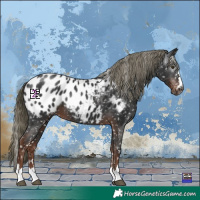 Horse Color:Gray Liver Chestnut Mushroom Appaloosa 