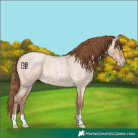 Horse Color:Bay Roan Pearl Dun 