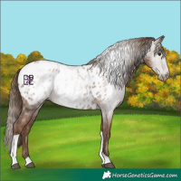 Horse Color:Gray Black Pearl Tobiano Near Leopard