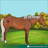 Horse Color:Silver Bay 