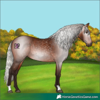 Horse Color:Gray Silver Bay 