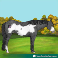 Horse Color:Black Ice Frame Appaloosa