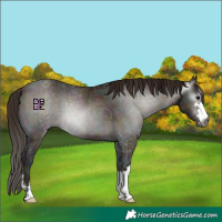Horse Color:Gray Midnight Bay Ice Onyx Appaloosa 