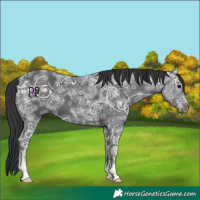 Horse Color:Black Ice 
