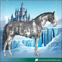 Horse Color:Midnight Black Ice Sabino Appaloosa 