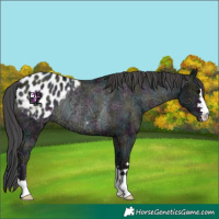 Horse Color:Midnight Black Ice Appaloosa Rabicano 