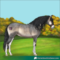 Horse Color:Brown Roan Onyx