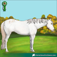 Horse Color:Gold Champagne Dun Appaloosa 
