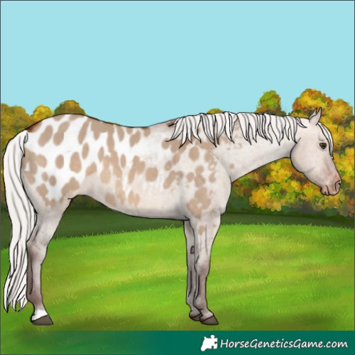Horse Color:Silver Bay Dun Appaloosa 