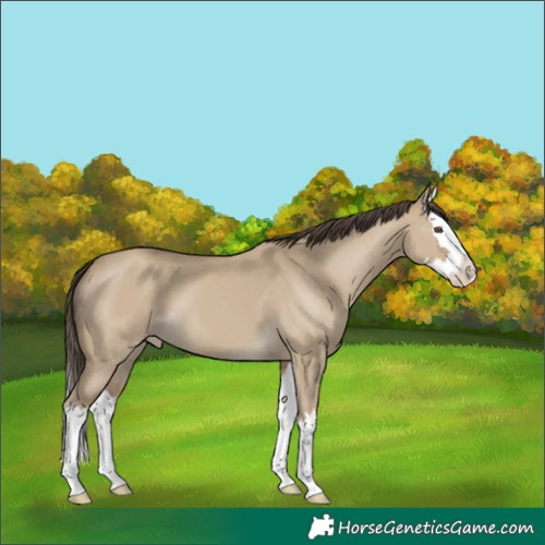 Horse Color:Classic Cream Champagne Dun Splash 