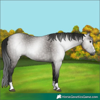 Horse Color:Gray Grullo 