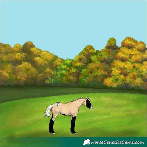 Horse Color:Silver Amber Cream Champagne Dun Splash Appaloosa