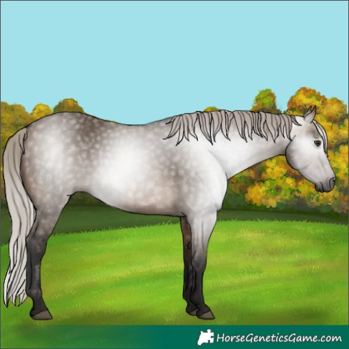 Horse Color:Gray Silver Brown Dun 