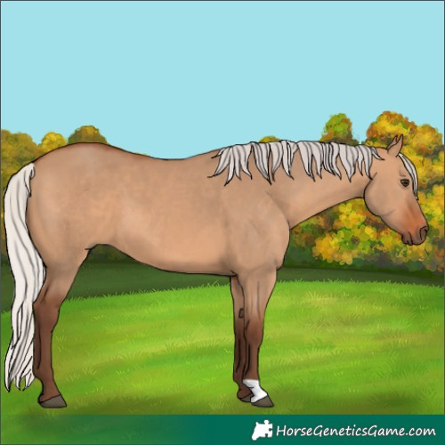 Horse Color:Silver Bay Dun 