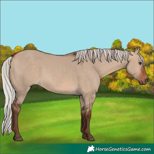 Horse Color:Silver Bay Dun 