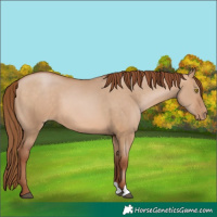 Horse Color:Brown Pearl Dun 