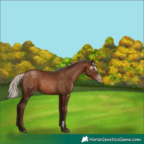 Horse Color:Gray Silver Brown Pearl Sabino 