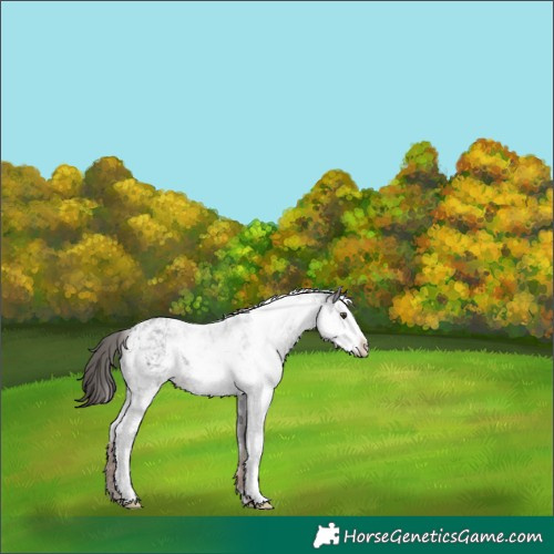 Horse Color:Liver Chestnut Sabino 