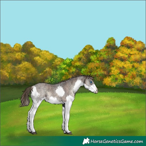 Horse Color:Liver Red Onyx Ice Roan Splash