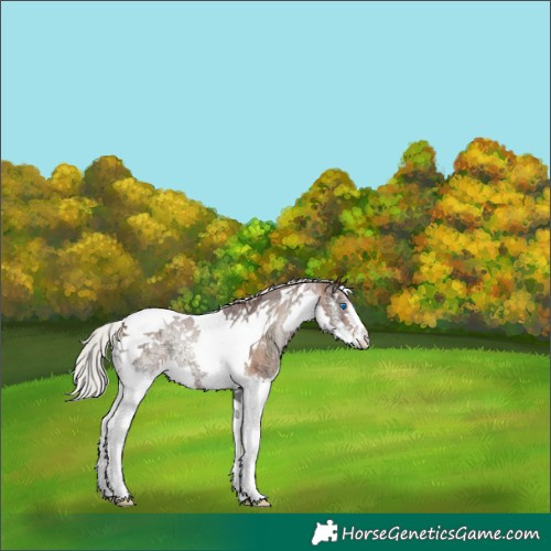 Horse Color:Silver Brown Ice Roan Onyx Splash Tobiano Rabicano 