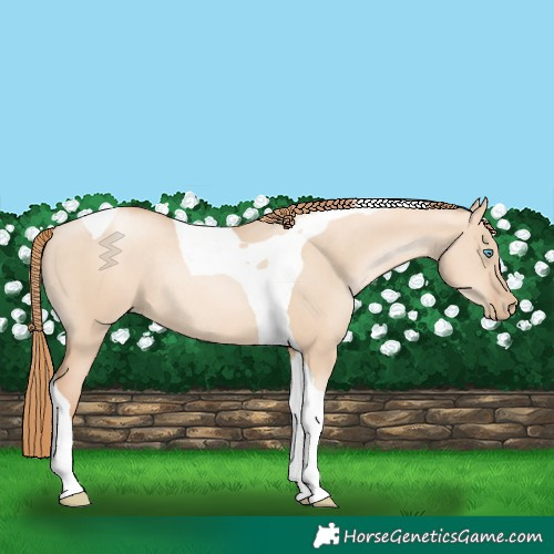 Horse Color:Gold Champagne Pearl Dun Tobiano Rabicano