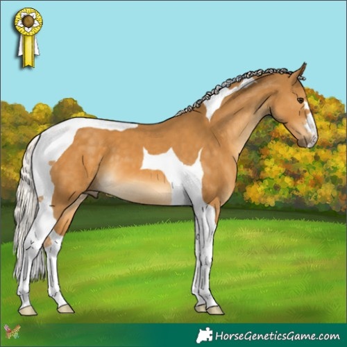 Horse Color:Palomino Tobiano 
