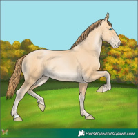Horse Color:Chocolate Buckskin Pearl 