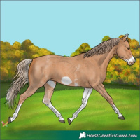 Horse Color:White Spotted Chestnut Sabino Frame