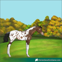 Horse Color:Gray Sable Champagne Tobiano Appaloosa