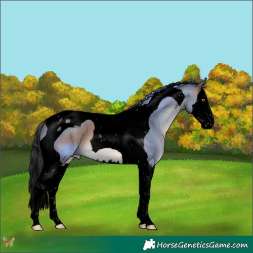 Horse Color:Void Sable Champagne Splash Tobiano 