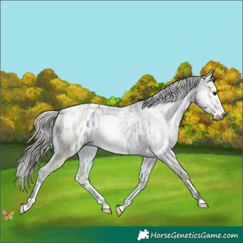 Horse Color:Gray Silver Brown Ice Splash Appaloosa 