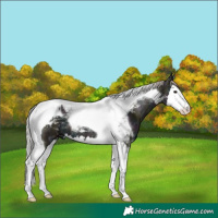 Horse Color:Midnight Silver Black Ice Splash Tobiano 