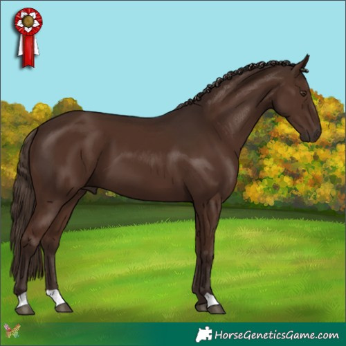 Horse Color:Liver Chestnut 