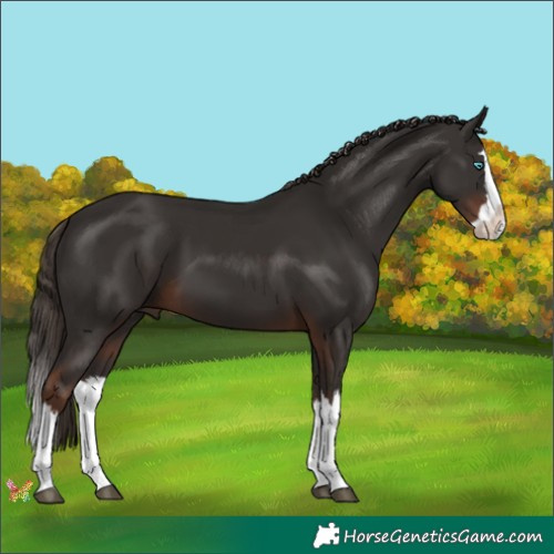 Horse Color:Liver Chestnut Splash 