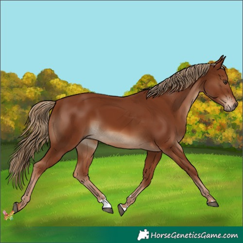 Horse Color:Chestnut 