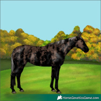 Horse Color:Void Silver Black Sabino Splash 