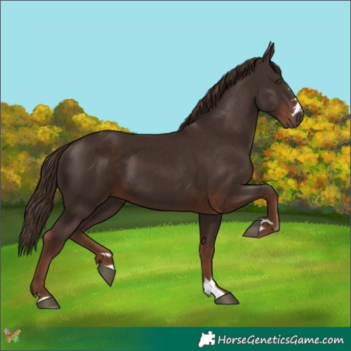Horse Color:Liver Chestnut 
