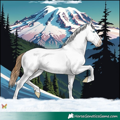 Horse Color:White Spotted Red Dun Splash Tobiano Appaloosa 