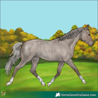 Horse Color:Silver Grullo Roan 