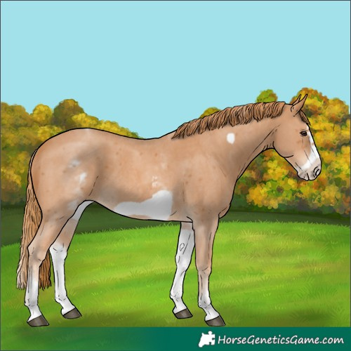 Horse Color:White Spotted Chestnut Sabino Frame 