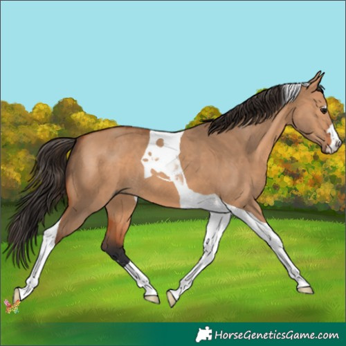 Horse Color:Bay Dun Tobiano 