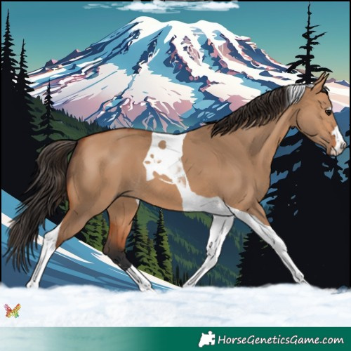 Horse Color:Bay Dun Tobiano 