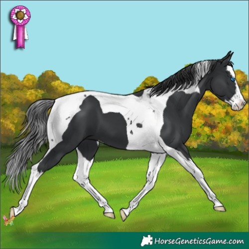 Horse Color:Black Splash Tobiano 