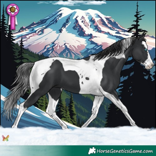Horse Color:Black Splash Tobiano 