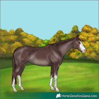 Horse Color:Platinum White Spotted Chocolate Black 