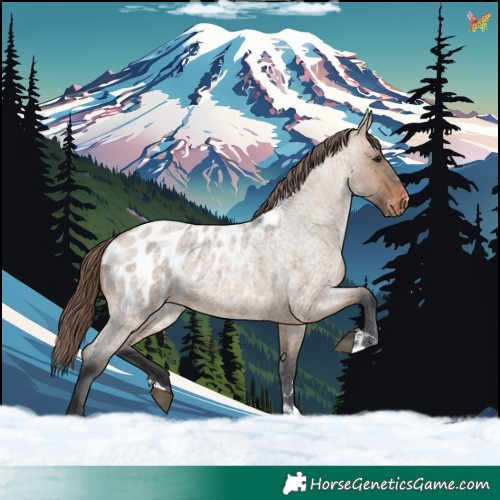 Horse Color:Brown Roan Dun Appaloosa 