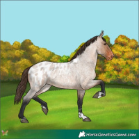 Horse Color:Brown Roan Dun Appaloosa 